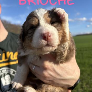 chiot Berger australien Rouge tricolore Brioche Elevage des Bisous Fous