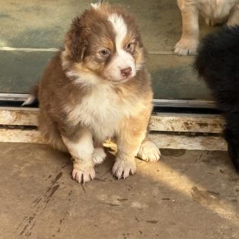 chiot Berger australien Rouge tricolore Brioche Elevage des Bisous Fous