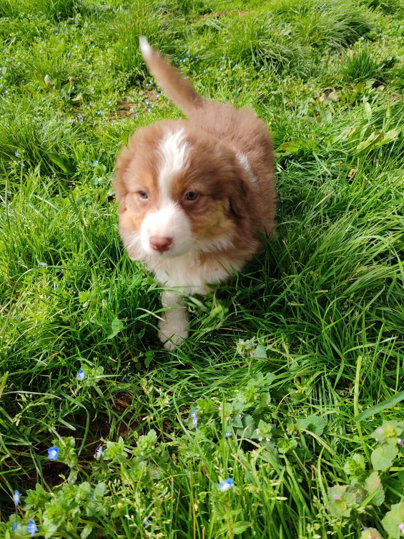 Brioche Des Bisous Fous Femelle Berger australien