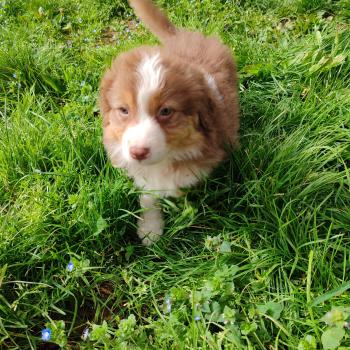 chiot Berger australien Rouge tricolore Brioche Elevage des Bisous Fous