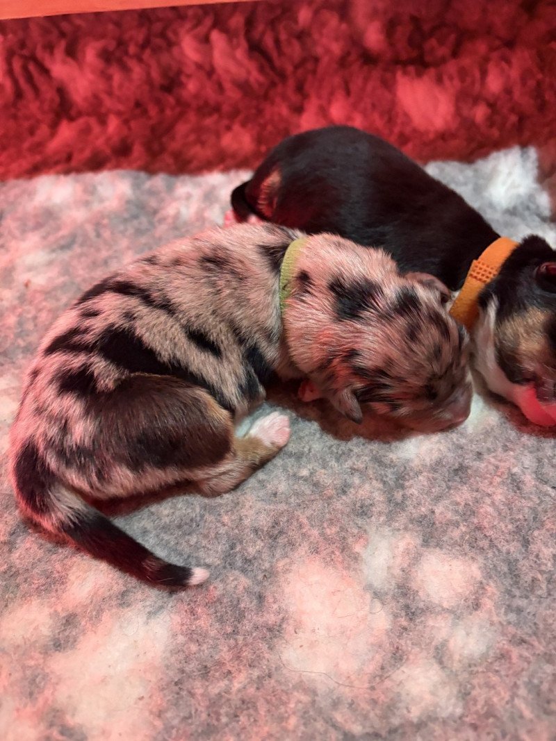 Barbecue Des Bisous Fous Mâle Berger australien