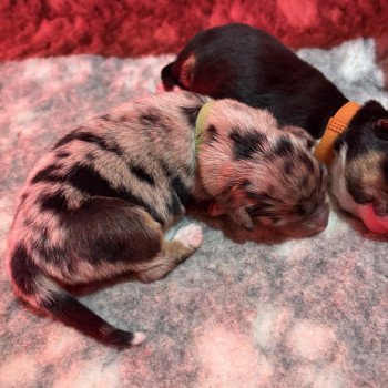 chiot Berger australien Bleu merle Barbecue Elevage des Bisous Fous