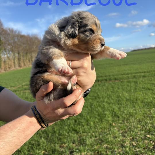 chiot Berger australien Bleu merle Barbecue Elevage des Bisous Fous
