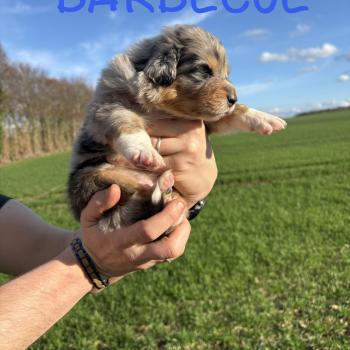chiot Berger australien Bleu merle Barbecue Elevage des Bisous Fous