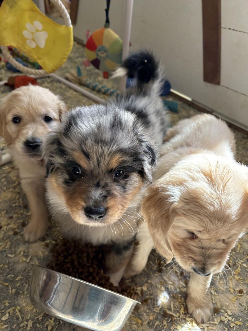 Barbecue Des Bisous Fous Mâle Berger australien