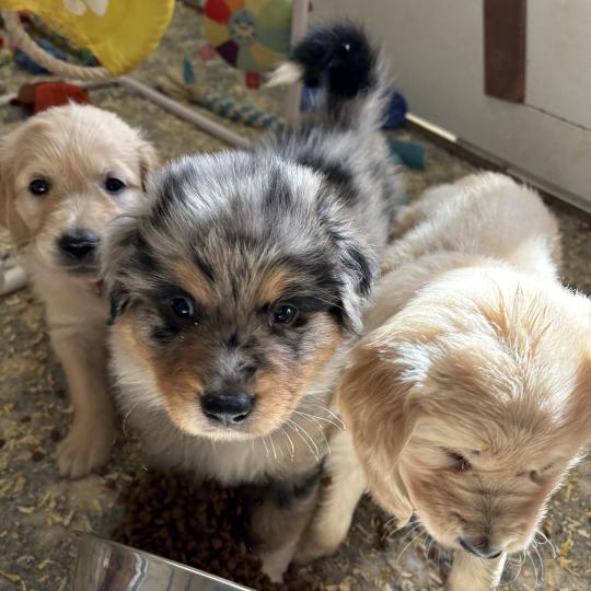 Barbecue Des Bisous Fous Mâle Berger australien