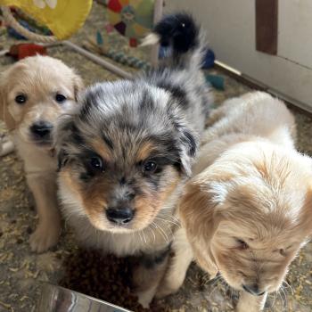 chiot Berger australien Bleu merle Barbecue Elevage des Bisous Fous