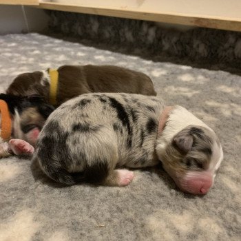 chiot Berger australien Bleue merle Biscotte Elevage des Bisous Fous