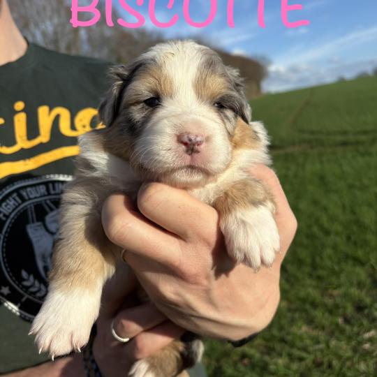 chiot Berger australien Bleue merle Biscotte Elevage des Bisous Fous