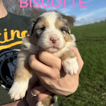 chiot Berger australien Bleue merle Biscotte Elevage des Bisous Fous