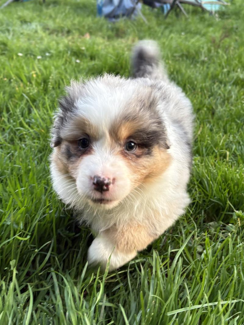 Biscotte Des Bisous Fous Femelle Berger australien