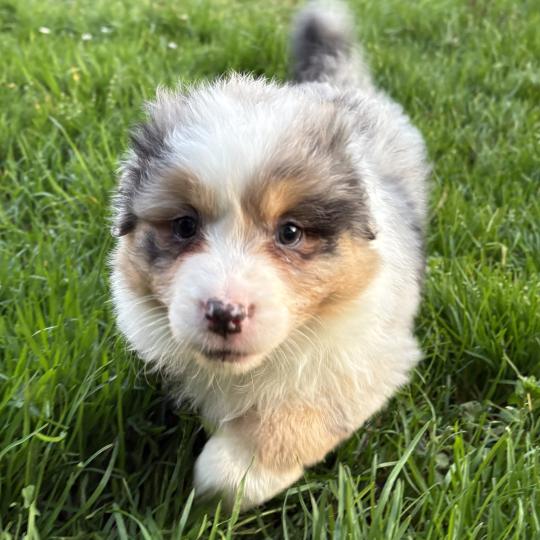 Biscotte Des Bisous Fous Femelle Berger australien