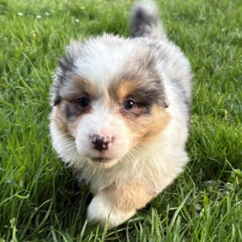 chiot Berger australien Bleue merle Biscotte Elevage des Bisous Fous