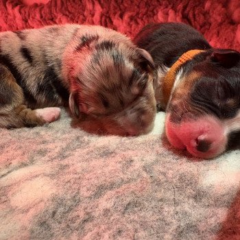 chiot Berger australien Noir tricolore Biscuit Elevage des Bisous Fous