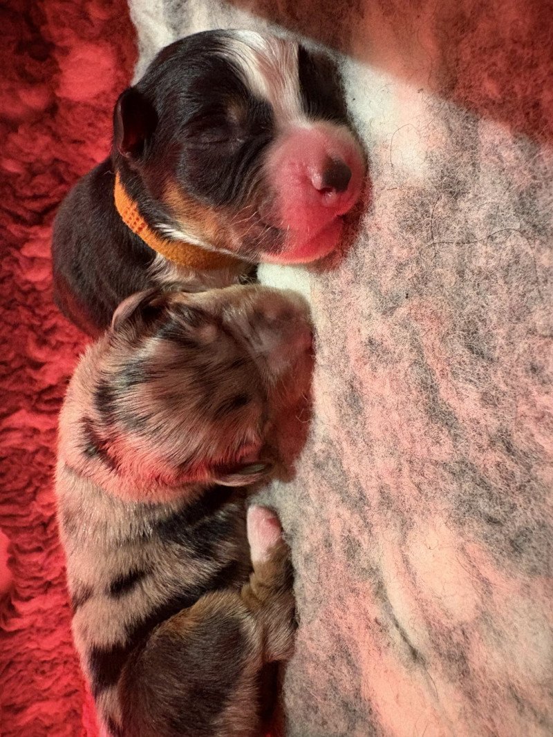 Biscuit Des Bisous Fous Mâle Berger australien