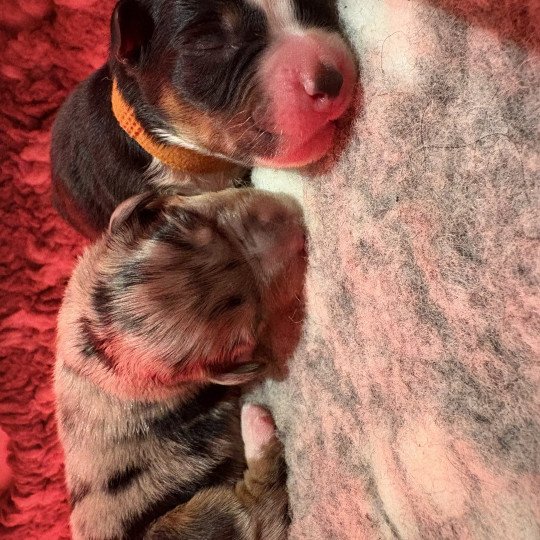 Biscuit Des Bisous Fous Mâle Berger australien