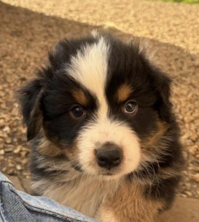 Biscuit Des Bisous Fous Mâle Berger australien