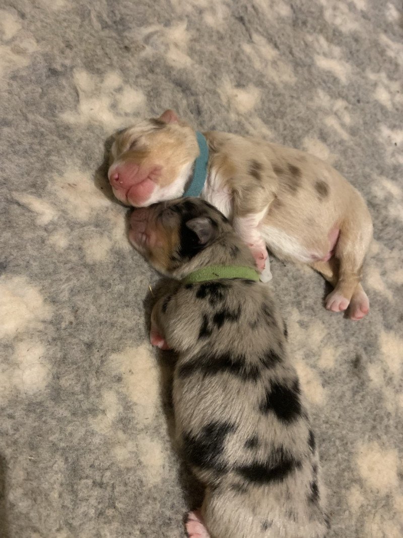 Brownie Des Bisous Fous Mâle Berger australien