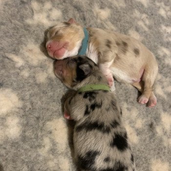 chiot Berger australien Rouge merle Brownie Elevage des Bisous Fous