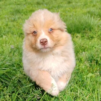 chiot Berger australien Rouge merle Brownie Elevage des Bisous Fous