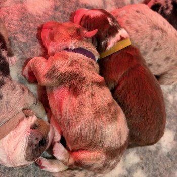 chiot Berger australien Rouge merle Bubble Elevage des Bisous Fous