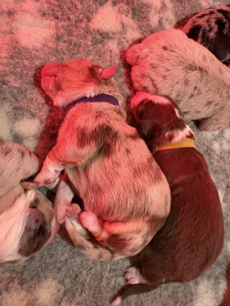 Bubble Des Bisous Fous Femelle Berger australien