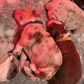 chiot Berger australien Rouge merle Bubble Elevage des Bisous Fous