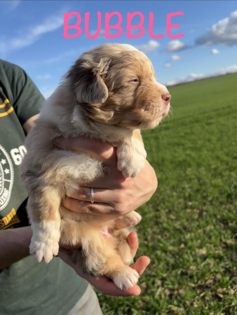 Bubble Des Bisous Fous Femelle Berger australien