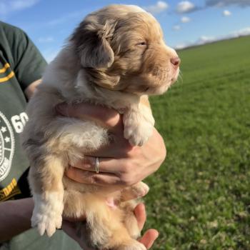 chiot Berger australien Rouge merle Bubble Elevage des Bisous Fous
