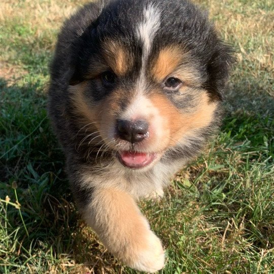 chiot Berger australien Noire tricolore Vénus Elevage des Bisous Fous
