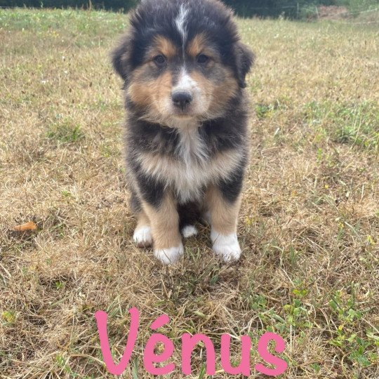 Vénus Des bisous fous Femelle Berger australien