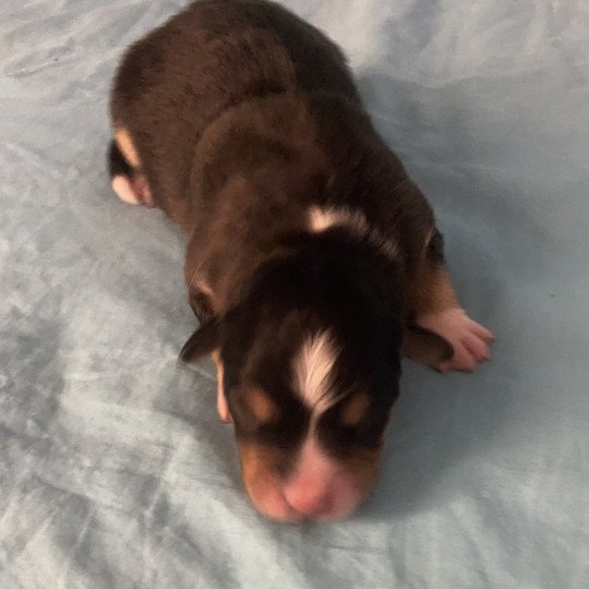 chiot Berger australien Noire tricolore Venus des bisous fous Elevage des bisous fous