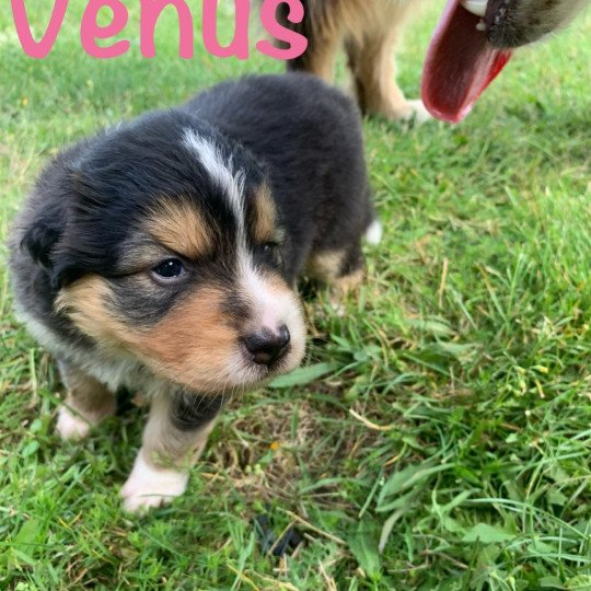 chiot Berger australien Noire tricolore Vénus Elevage des Bisous Fous