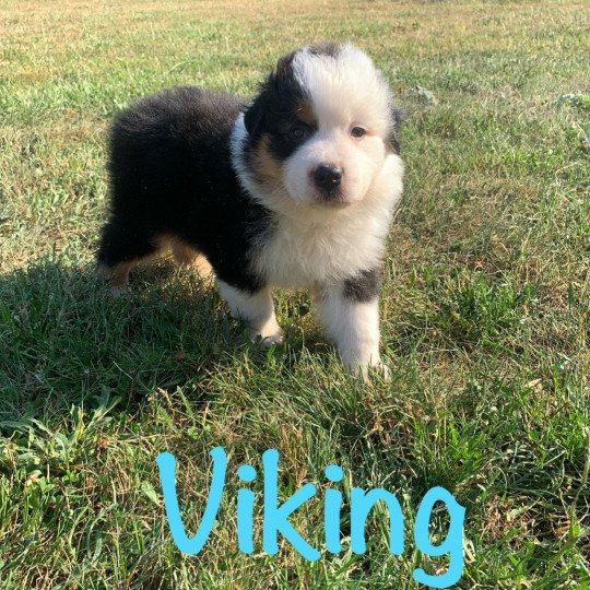 chiot Berger australien Noir tricolore (blanc envahissant) Viking Elevage des Bisous Fous