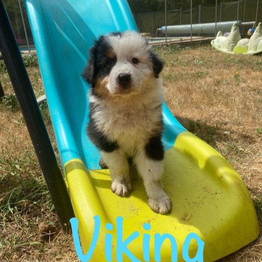 Viking Des bisous fous Mâle Berger australien