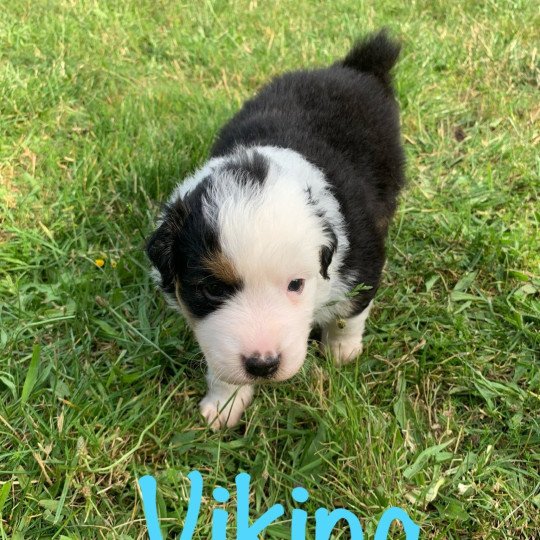 chiot Berger australien Noir tricolore (blanc envahissant) Viking Elevage des Bisous Fous