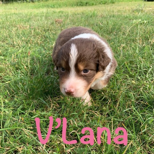 chiot Berger australien Rouge tricolore V'Lana Elevage des Bisous Fous