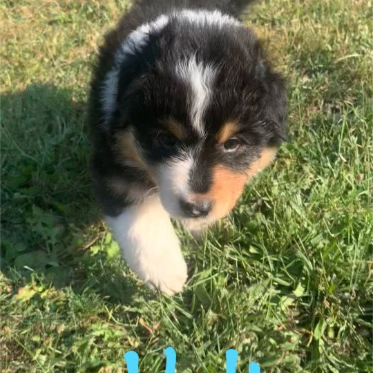 chiot Berger australien Noir tricolore Volt Elevage des Bisous Fous