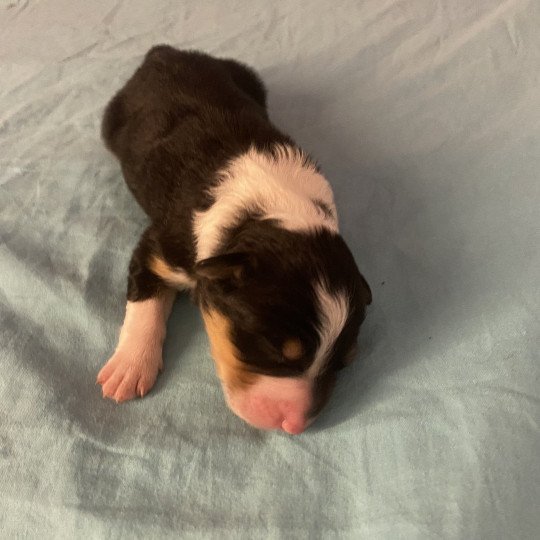 chiot Berger australien Noir tricolore Volt des bisous fous Elevage des bisous fous