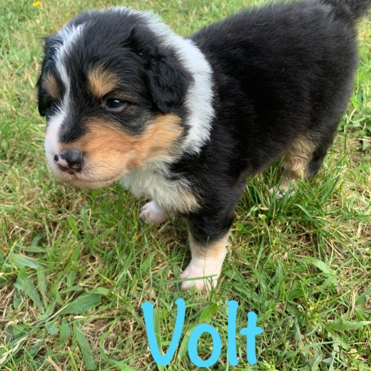 chiot Berger australien Noir tricolore Volt Elevage des Bisous Fous