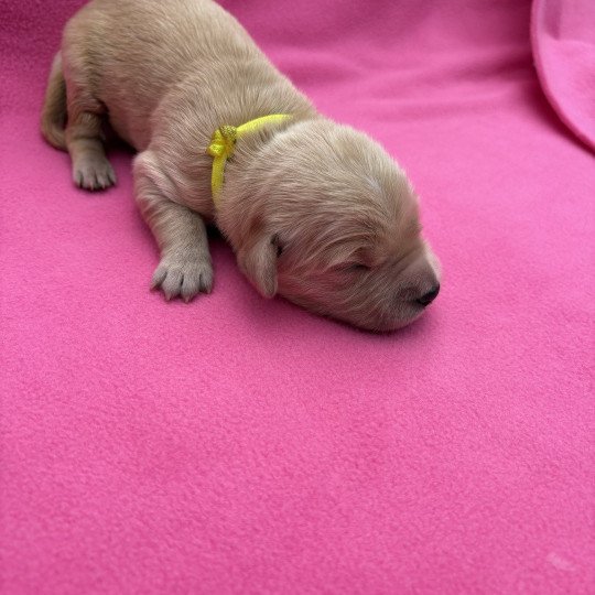 chiot Golden retriever Alaska Elevage des Bisous Fous