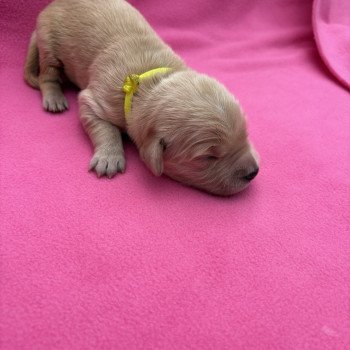 chiot Golden retriever Alaska Elevage des Bisous Fous chiot Golden retriever Alaska Elevage des Bisous Fous