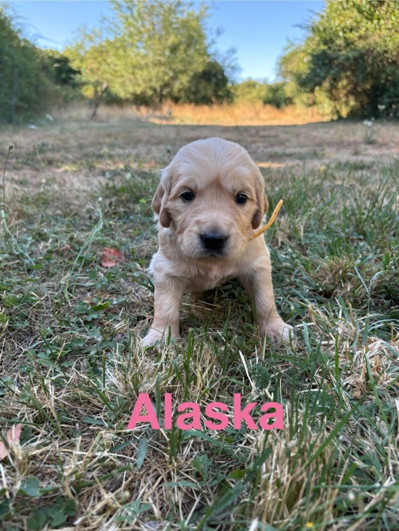Alaska Des Bisous Fous Femelle Golden retriever