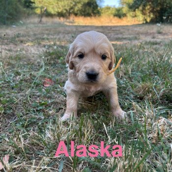 chiot Golden retriever Fauve orangée Alaska Elevage des Bisous Fous chiot Golden retriever Fauve orangée Alaska Elevage des Bisous Fous