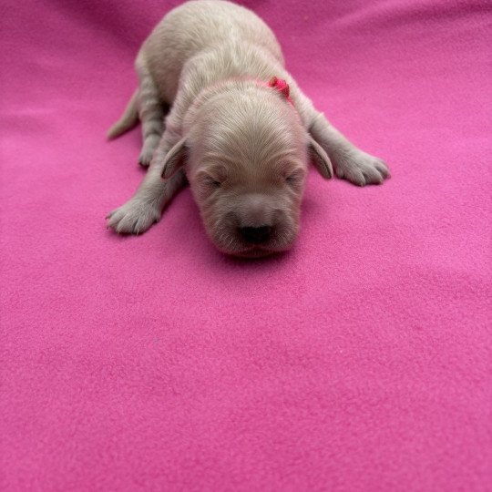chiot Golden retriever Aloha Elevage des Bisous Fous