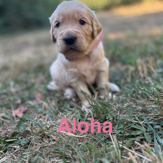 chiot Golden retriever Sable Aloha Elevage des Bisous Fous