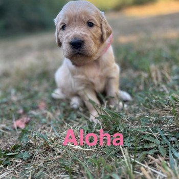 chiot Golden retriever Sable Aloha Elevage des Bisous Fous chiot Golden retriever Sable Aloha Elevage des Bisous Fous