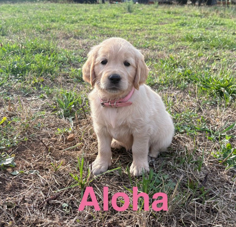 Alaska Des Bisous Fous Femelle Golden retriever