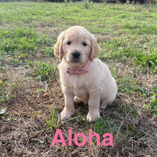 Alaska Des Bisous Fous Femelle Golden retriever