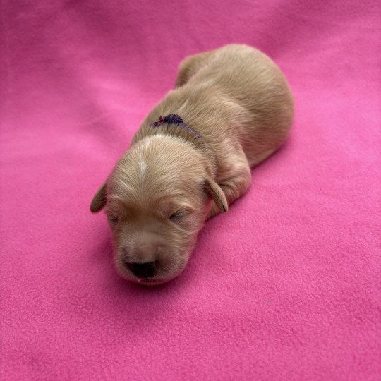 chiot Golden retriever Aloy Elevage des Bisous Fous
